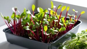 Foto em close-up de microgreens vibrantes de rabanete mostrando caules vermelhos e folhas verdes brilhantes em uma bandeja de cultivo, fotografia profissional de alimentos, iluminação natural